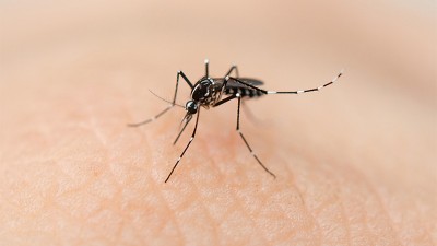 Argentina superó los 40.000 infectados de dengue