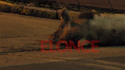 Un chancho recorrió las calles de Paraná y sorprendió a todos