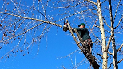 La semana próxima se podarán los árboles de la planta urbana
