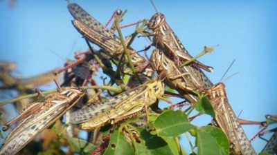 Las langostas ingresaron a Entre Ríos y alertan a los productores