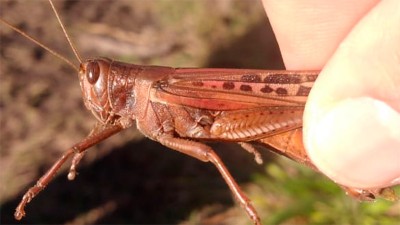 Afirman que hubo reducción de la manga de langostas que está en Entre Ríos