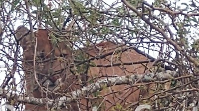 Buscan a un puma visto por un vecino en la zona rural del departamento Villaguay