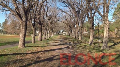 Día del Árbol Entrerriano: Características de las especies autóctonas