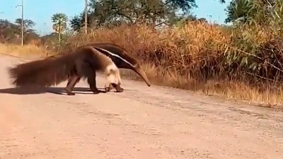 Un oso hormiguero sorprendió a policías en un puesto de control