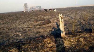 Animales muertos, heridos y daños en campos, tras incendios en Santa Fe