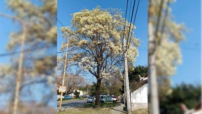 Comenzó a florecer el lapacho blanco con las temperaturas más cálidas