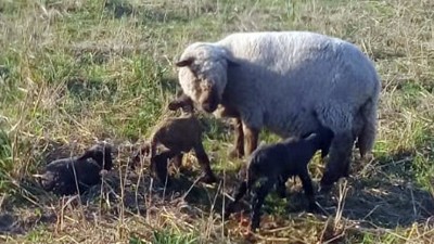 Una oveja tuvo trillizos en un campo entrerriano