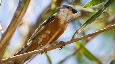 Declaran monumento natural a un ave en peligro de extinción
