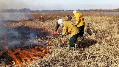 Agentes de Manejo del Fuego en el delta del Paraná se contagiaron de coronavirus