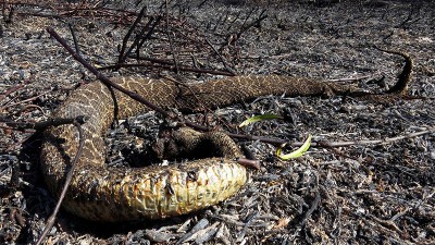 Incendios en humedales: Piden un plan de salvataje de fauna y flora autóctona