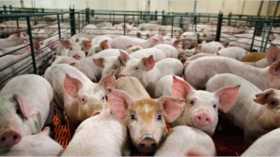 Legisladores y funcionarios analizan el proyecto chino de inversión en porcinos