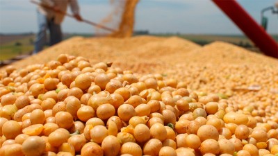 Suba de la soja: La cosecha argentina sin vender se revalorizó u$s1.800 millones