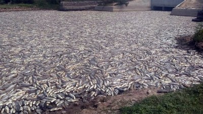 Preocupa cantidad de peces muertos en uno de los humedales más grandes del país