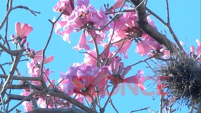 La primavera se acerca y sube la temperatura: Prevén hasta 28 grados