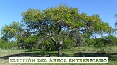 Se abrió la votación para elegir el árbol entrerriano