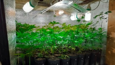 Hallaron un invernadero de marihuana, secuestraron armas de fuego y una granada
