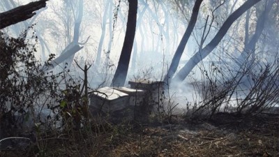 Denuncian cuantiosas pérdidas en el sector apícola por incendios en las islas