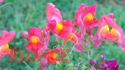 Primavera 2020: cuándo se produce el equinoccio que da inicio a la estación