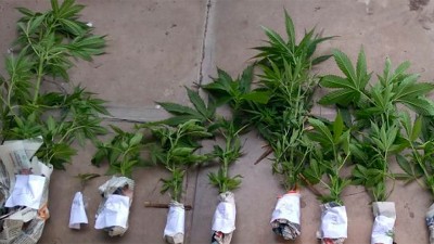 Hallaron un mini vivero de marihuana y un arma durante dos allanamientos