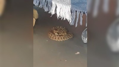 Apareció una yarará en Paraná debajo de una cama