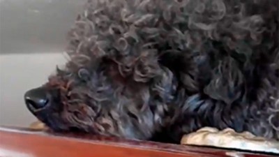 Video: Perrito se emociona y acompaña a su dueña, que falleció hace 4 años