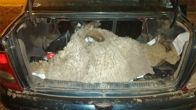 Una oveja que era trasladada en el baúl terminó en la comisaría