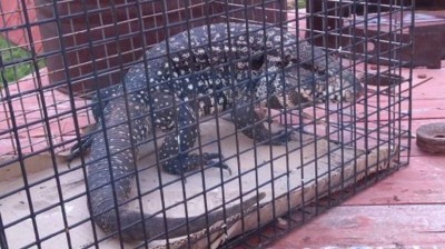 Hallaron una iguana en las oficinas del Correo Argentino en Paraná