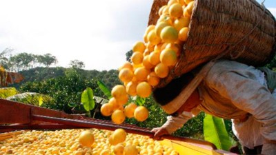 El gobierno promulgó la prórroga por un año de la emergencia citrícola