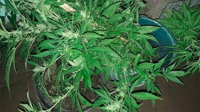 Fueron a una casa por caso de violencia de género y hallaron plantas marihuana