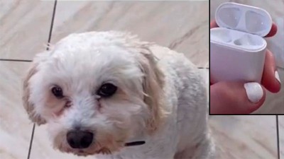 Perdió los auriculares y descubrió que sonaban dentro de su perro