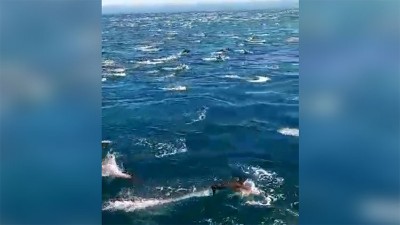 Video: cientos de delfines deslumbraron en la costa atlántica