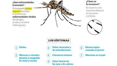 Claves de la campaña contra el dengue: Qué síntomas lo diferencian del Covid-19