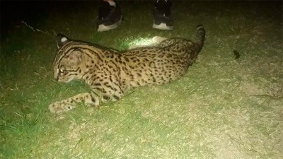 Encontraron un gato montés atigrado con una lesión que lo había inmovilizado