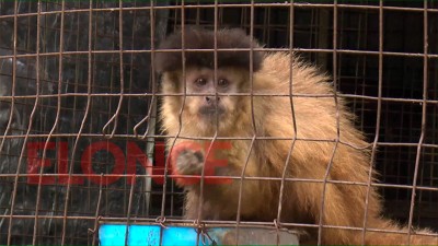 Qué destino tendrán los animales que serán retirados del centro de calle Francia