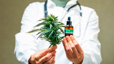 Autorizaron el cultivo de cannabis medicinal y la venta de aceites en farmacias