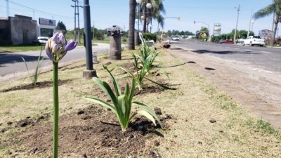 Se suman plantas a un cantero