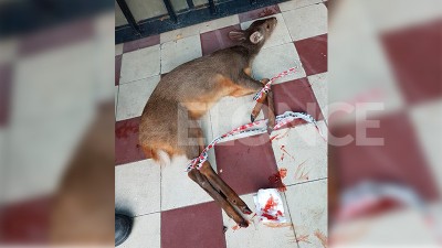 Hallaron un viracho suelto en el centro de Paraná: tenía las pezuñas lastimadas