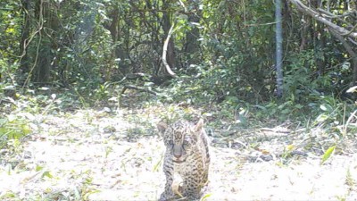 Nacieron dos cachorros de yaguareté en el Parque Nacional Iberá
