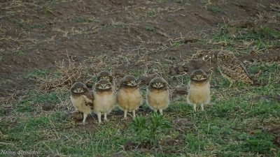 Lechuzas bebé: las tiernas capturas de un fotoaficionado entrerriano