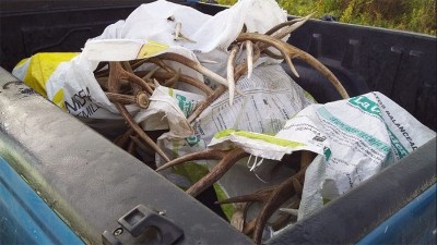 Incautaron más de 60 kilos de astas de ciervo