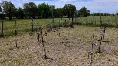 Se adjudicó la obra de puesta en valor del Cementerio de Negros de Sajaroff