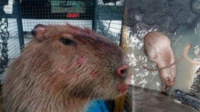 Encontraron un carpincho en una planta potabilizadora de Córdoba