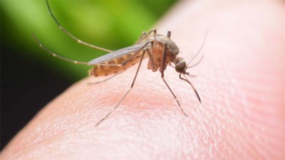 Calor y mosquitos: repelentes naturales y trucos para ahuyentarlos