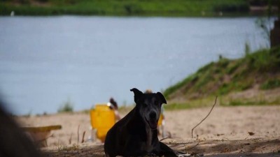 Es Ley la tenencia responsable y sanitaria de perros y gatos en Entre Ríos