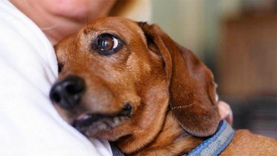 Fiestas de fin de año: cómo cuidar a las mascotas del ruido de la pirotecnia