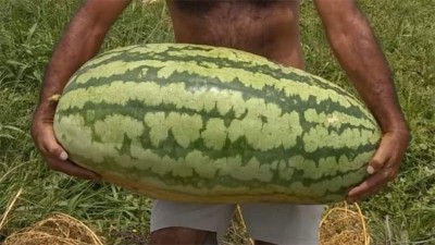 Video: cosecharon una súper sandía que pesó casi 50 kilos
