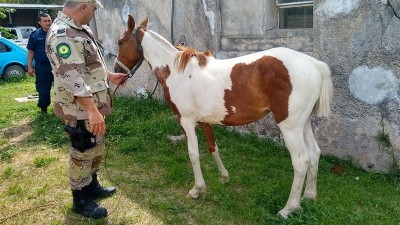 Habían robado un caballo e intentaron cambiarle la apariencia
