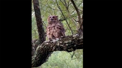 Tras dos años de cuidados, liberaron a un búho que había estado en cautiverio