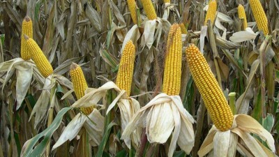 El gobierno levantó las restricciones a las exportaciones de maíz