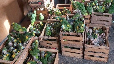 Llevaban 400 loros habladores en la caja de una Toyota Hilux